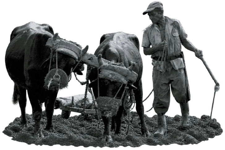 Un campesino ara la tierra con una yunta de bueyes